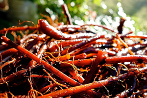 Dyeing With Madder Root (Rubia Tinctorum) — Shepherd Textiles